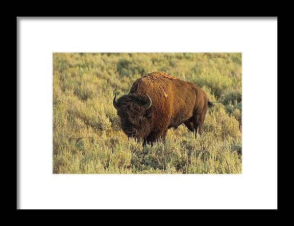 American Bison Framed Print featuring the photograph Bison by Sebastian Musial