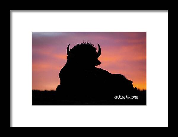 Sunrise Framed Print featuring the photograph Bison Silhouette by Joan Wallner