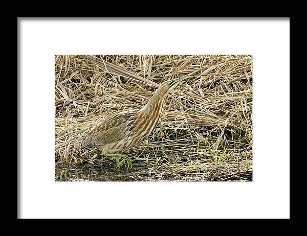 Bittern On The Hunt Framed Print featuring the photograph Bittern on the Hunt by Wes and Dotty Weber