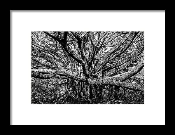 Banyan Framed Print featuring the photograph Black and White Banyan by Kelley King
