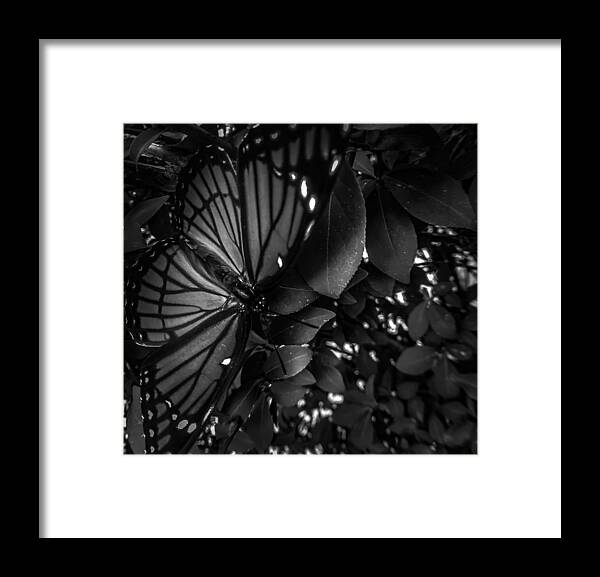 Black And White Framed Print featuring the photograph Black and White Butterfly by Angela Sherrer