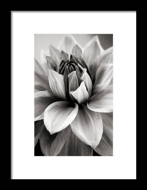 Bw Framed Print featuring the photograph Black and White Dahlia by Danielle Miller