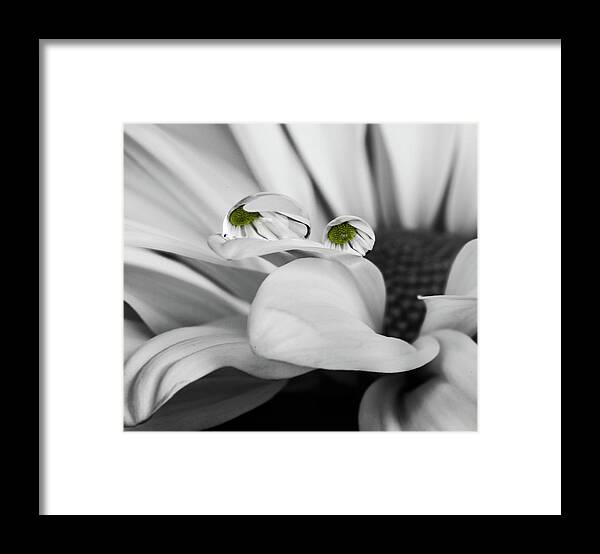 Flower Framed Print featuring the photograph Black and White Daisy Water by Tammy Ray
