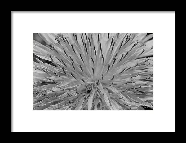 Hovind Framed Print featuring the photograph Black and White Dandelion by Scott Hovind