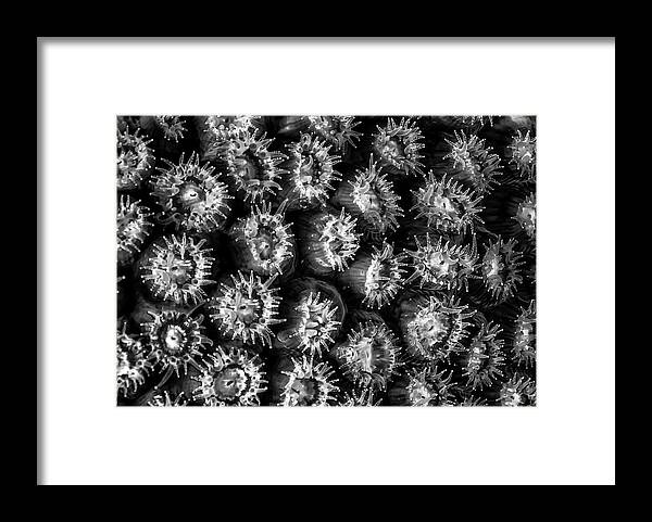 Jean Noren Framed Print featuring the photograph Black and White Feeding Coral by Jean Noren