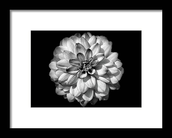Black And White Framed Print featuring the photograph Black and white flower 2 by Lilia S