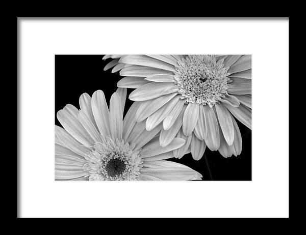 Flower Framed Print featuring the photograph Black and White Gerbera Daisies 1 by Amy Fose