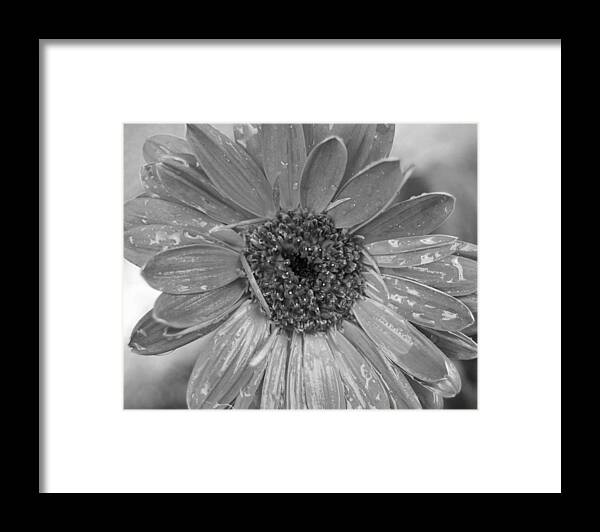 Gerber Daisy Framed Print featuring the photograph Black and White Gerbera Daisy by Amy Fose