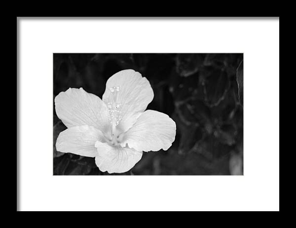 Flower Framed Print featuring the photograph Black and White Hibiscus 3 by Amy Fose