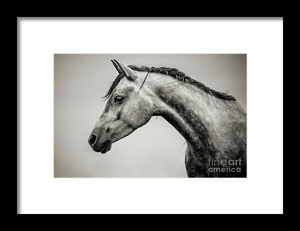 Horse Framed Print featuring the photograph Black and White Horse Head by Dimitar Hristov