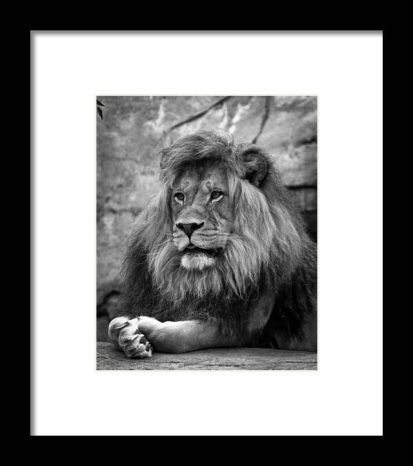  Lion Framed Print featuring the photograph Black and White Lion Pose by Steve McKinzie