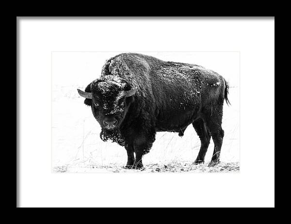 Nature Framed Print featuring the photograph Black and White of a Massive Bison Bull in the Snow by Tony Hake
