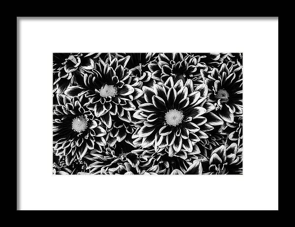 Pom Framed Print featuring the photograph Black And White Poms by Garry Gay