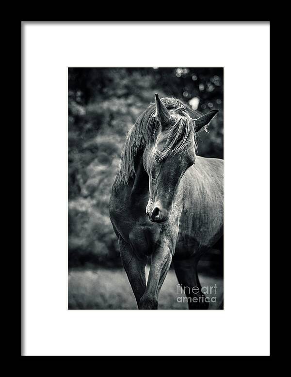 Horse Framed Print featuring the photograph Black and white portrait of horse by Dimitar Hristov