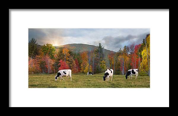 Cows Framed Print featuring the photograph Black And White by Robin-Lee Vieira