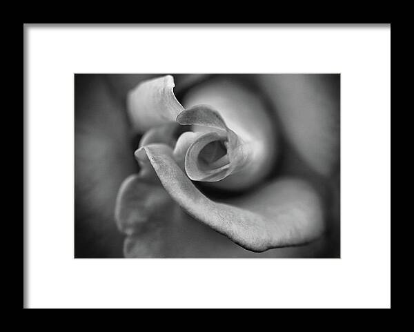Black And White Framed Print featuring the photograph Black and white Rose 3 by Lilia S