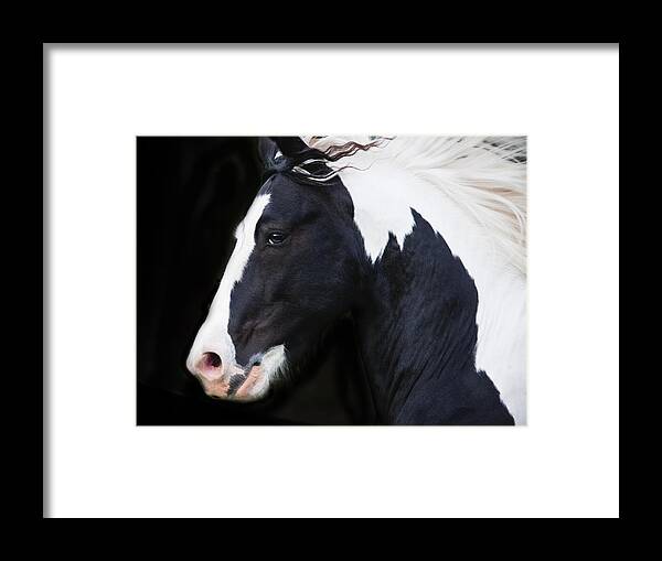 Equine Framed Print featuring the photograph Black and White Study by Terry Kirkland Cook
