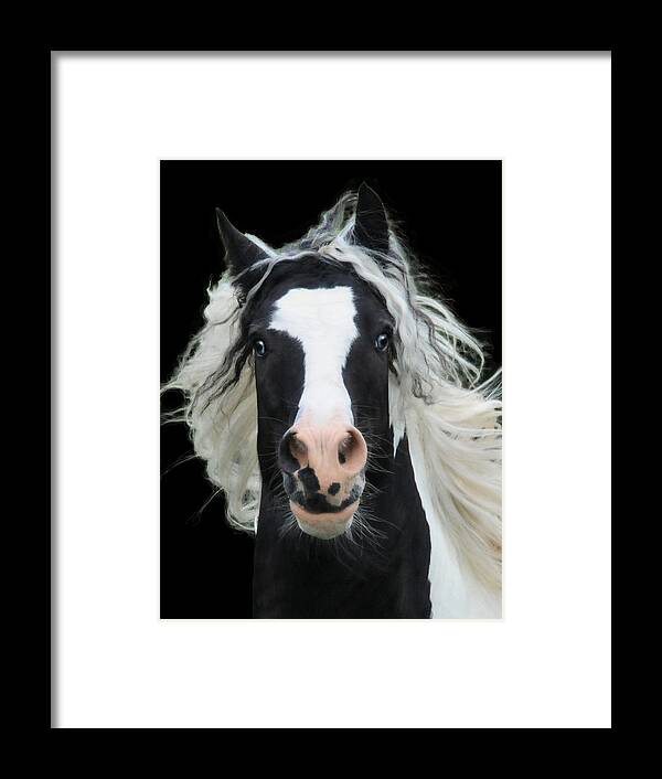Equine Framed Print featuring the photograph Black and White Study VI by Terry Kirkland Cook
