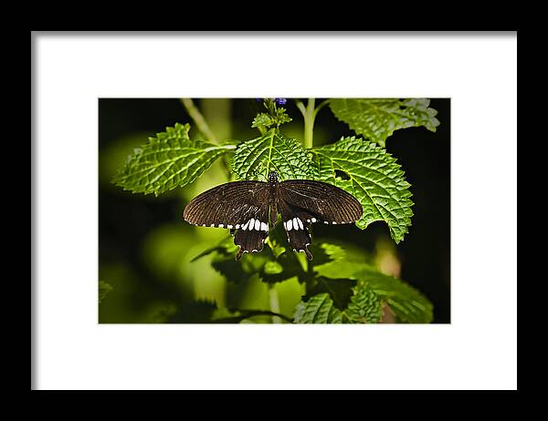 Nature Framed Print featuring the photograph Black And White Swallowtail Butterfly by Michael Whitaker