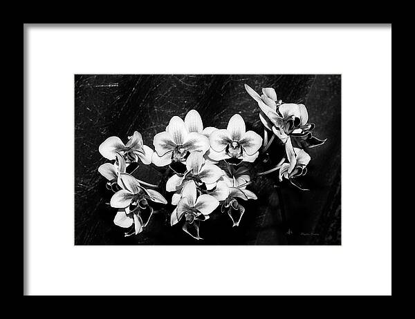 Flowers Framed Print featuring the photograph Black and White Velvet by Phyllis Denton