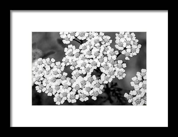 Black And White Framed Print featuring the photograph Black and White Yarrow Flower by Christina Rollo