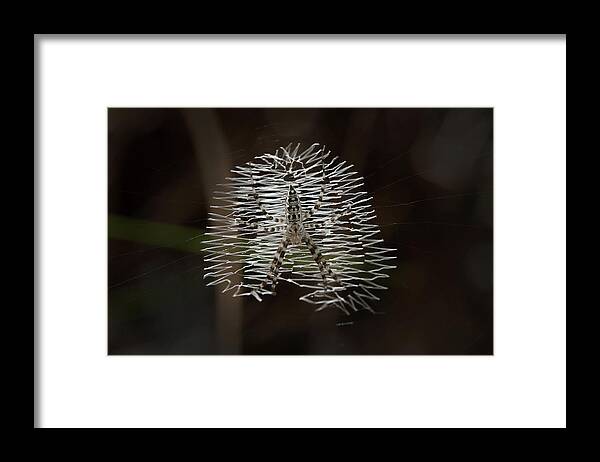 Spider Framed Print featuring the photograph Black and Yellow in White and Black by Paul Rebmann