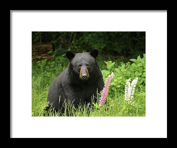 Bear Framed Print featuring the photograph Black Bear and Lupines by Duane Cross