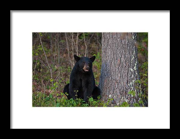 Animal Framed Print featuring the photograph Black Bear by Brenda Jacobs