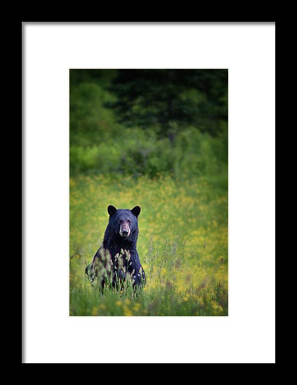 #blackbear#lupines#sugarhill#newhampshire#landscape#field#mounta Framed Print featuring the photograph Black Bear Lookin at Me by Darylann Leonard Photography
