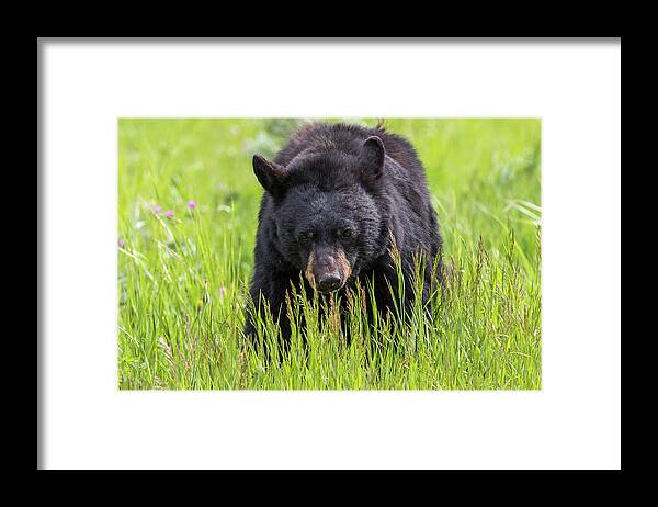 Bear Framed Print featuring the photograph Black Bear On The Prowl by Tony Hake
