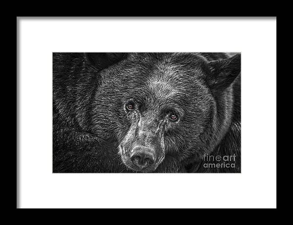 Black Bear Portrait Framed Print featuring the photograph Black Bear Portrait 3 by Mitch Shindelbower