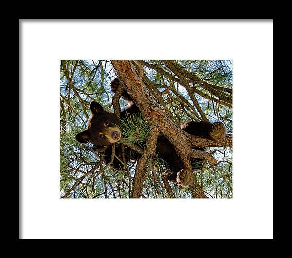 Black Bear Framed Print featuring the photograph Black Bear by Ron White