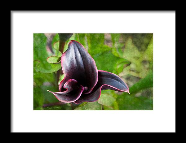 Black Calla Lily Framed Print featuring the photograph Black Beauty by Terri Harper