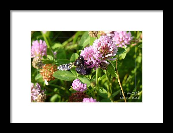 A Path Of Petals Framed Print featuring the photograph Black Bee on Small Purple Flower by Jean Bernard Roussilhe