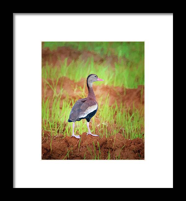 Joan Carroll Framed Print featuring the photograph Black-Bellied Whistling Duck Costa Rica by Joan Carroll