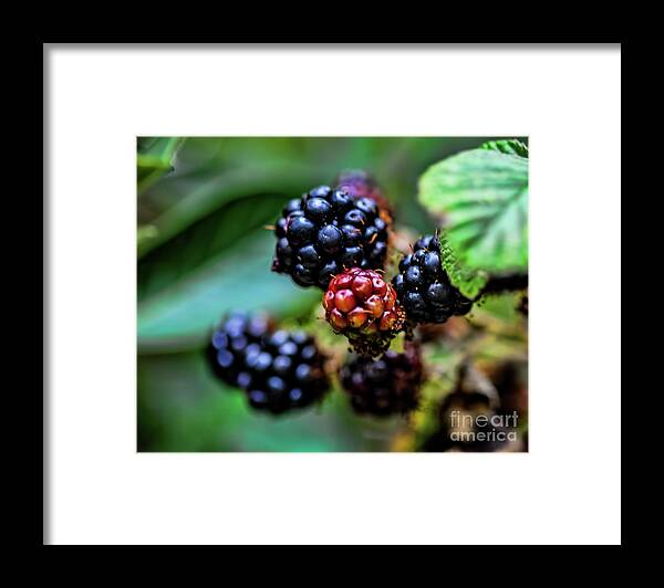 Berries Framed Print featuring the photograph Black Berries by Shirley Mangini
