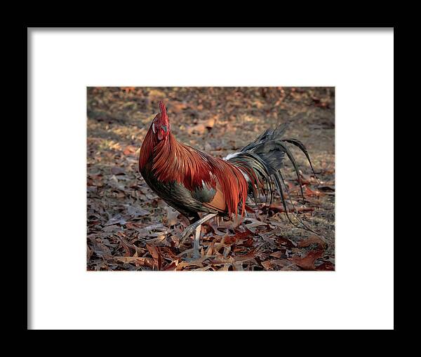 Chicken Framed Print featuring the photograph Black Breasted Red Phoenix Rooster by Michael Dougherty
