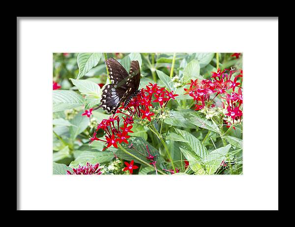 Butterfly Framed Print featuring the photograph Black Butterfly in Field of Red Flowers by Karen Foley