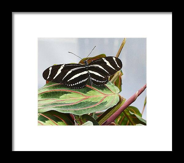 Butterfly Framed Print featuring the photograph Black Butterfly by Steve Ondrus