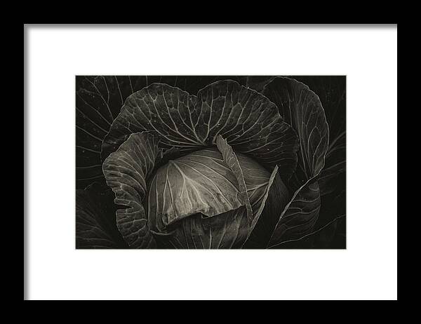 Cabbage Framed Print featuring the photograph Black Cabbage by James BO Insogna