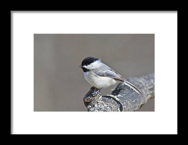 Black Framed Print featuring the photograph Black Capped Chickadee 1128 by Michael Peychich