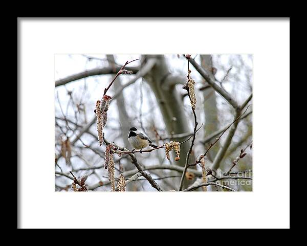 Beautiful Framed Print featuring the photograph Black-capped Chickadee 20120321_39b by Tina Hopkins