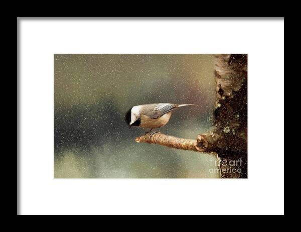 Digital Wildlife Painting Framed Print featuring the photograph Black Capped Chickadee by Darren Fisher