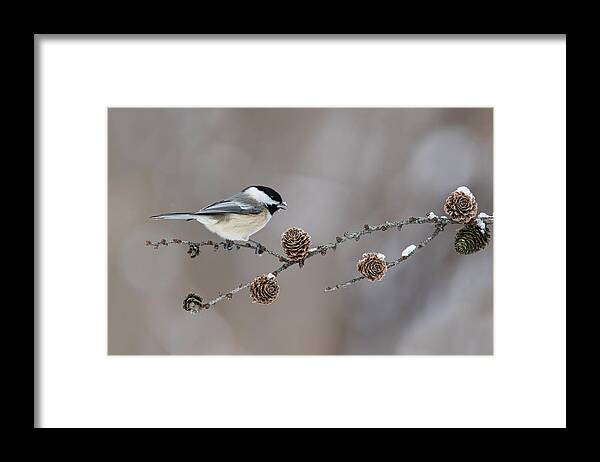 Black-capped Framed Print featuring the photograph Black-capped Chickadee by Mircea Costina Photography