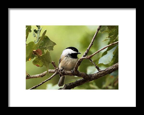 Nature Framed Print featuring the photograph Black Capped Chickadee on Branch by Sheila Brown