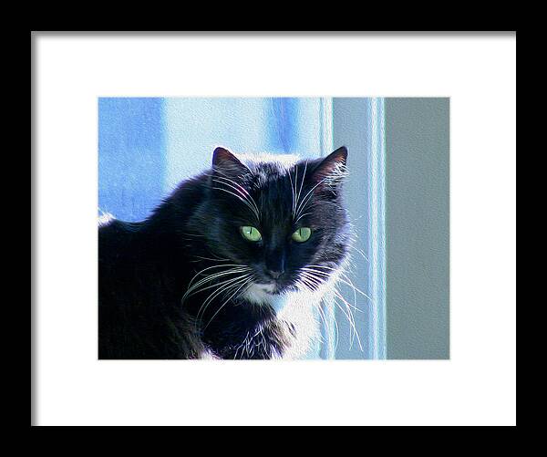 Bonnie Follett Framed Print featuring the photograph Black Cat in sun by Bonnie Follett