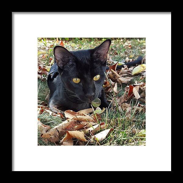 Leaveschanging Framed Print featuring the photograph Black Cats Like Me Are Made For by Sirius Black Adventure Cat