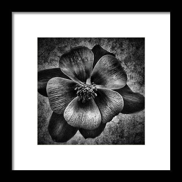 Black Columbine Framed Print featuring the photograph Black Columbine by Phyllis Taylor