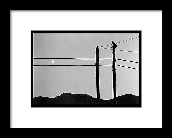 Alone Framed Print featuring the photograph Black crow on the look out by Dirk Ercken