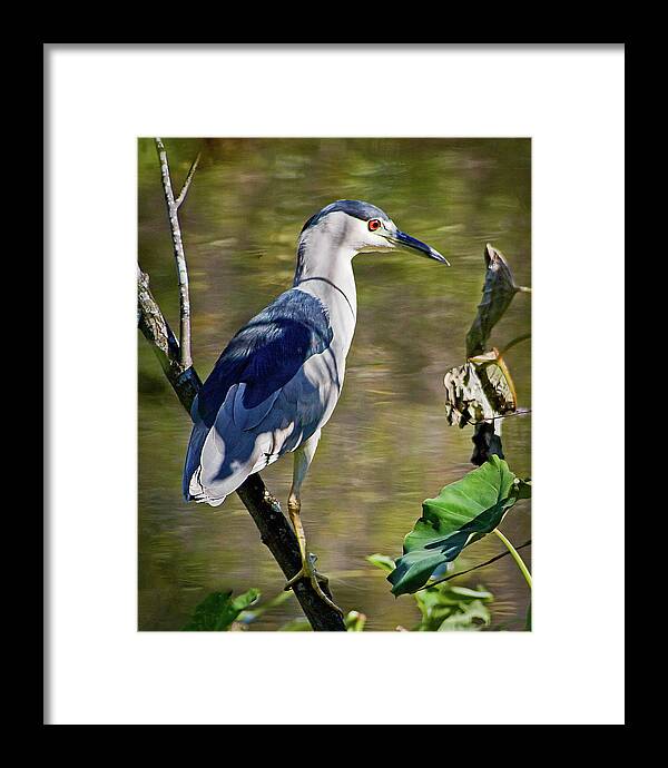 Adult Framed Print featuring the photograph Black-crowned Night Heron I by Dawn Currie